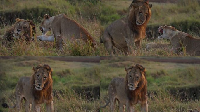 在交配期，母狮向雄狮展示攻击性