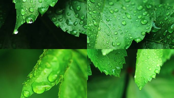 大自然水滴滴水雨雨滴露珠树叶露水水珠