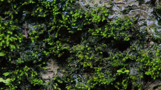 山岩苔藓水滴青苔素材