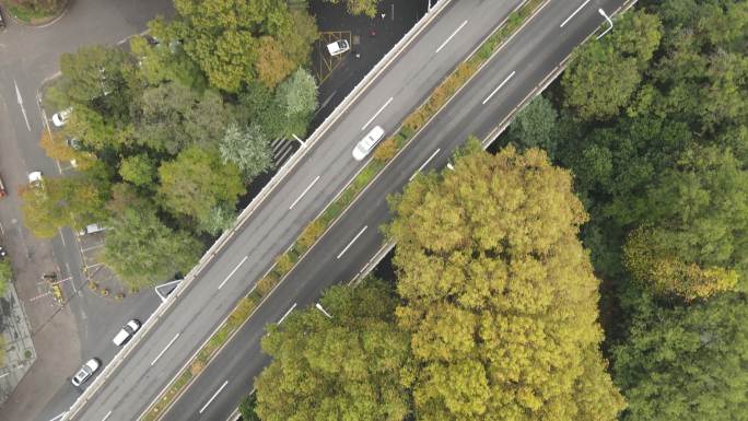 航拍南京梧桐大道