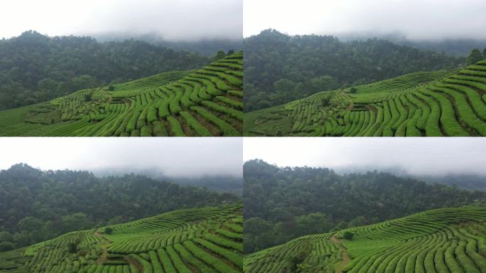 航拍武夷山茶山