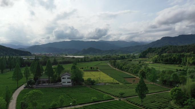 航拍武夷山茶山