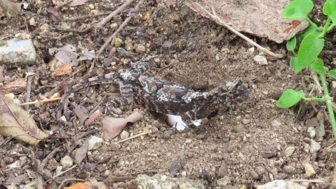飞蜥蜴在地上产卵地上孵蛋空中繁殖空中生息