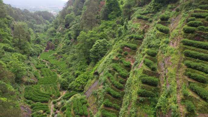 航拍武夷山茶山