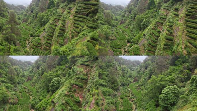 航拍武夷山茶山