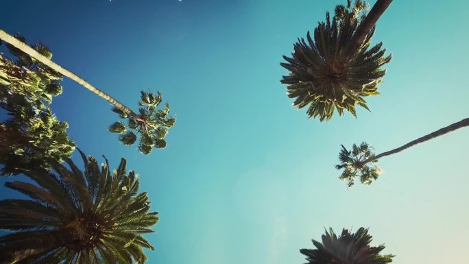 棕榈树掠过蓝天。开车穿过阳光明媚的比佛利山庄。加州洛杉矶。