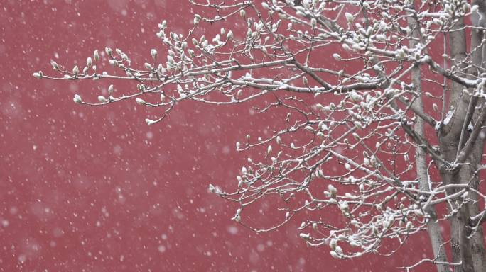 实拍北京宫墙春雪玉兰花飘雪