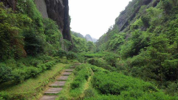 航拍武夷山茶山