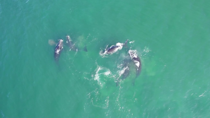 宽无人机航拍露脊鲸群在巴塔哥尼亚海岸外的蓝绿色海洋中一起游泳，锁定镜头