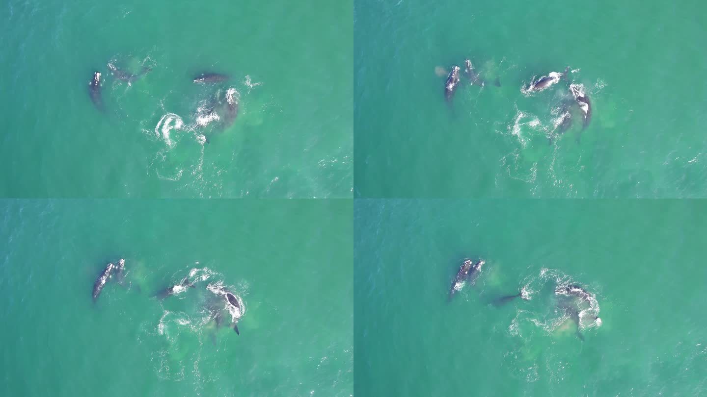宽无人机航拍露脊鲸群在巴塔哥尼亚海岸外的蓝绿色海洋中一起游泳，锁定镜头