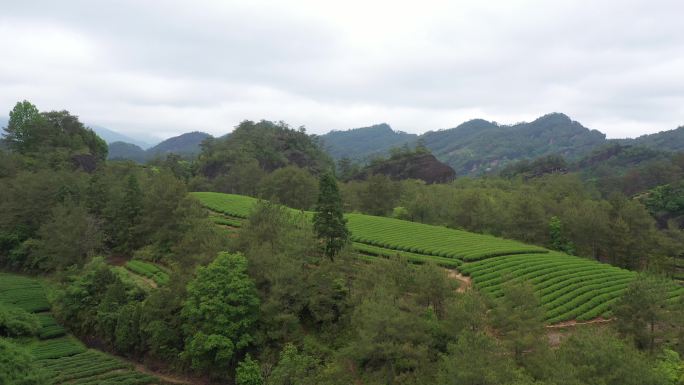 航拍武夷山茶山