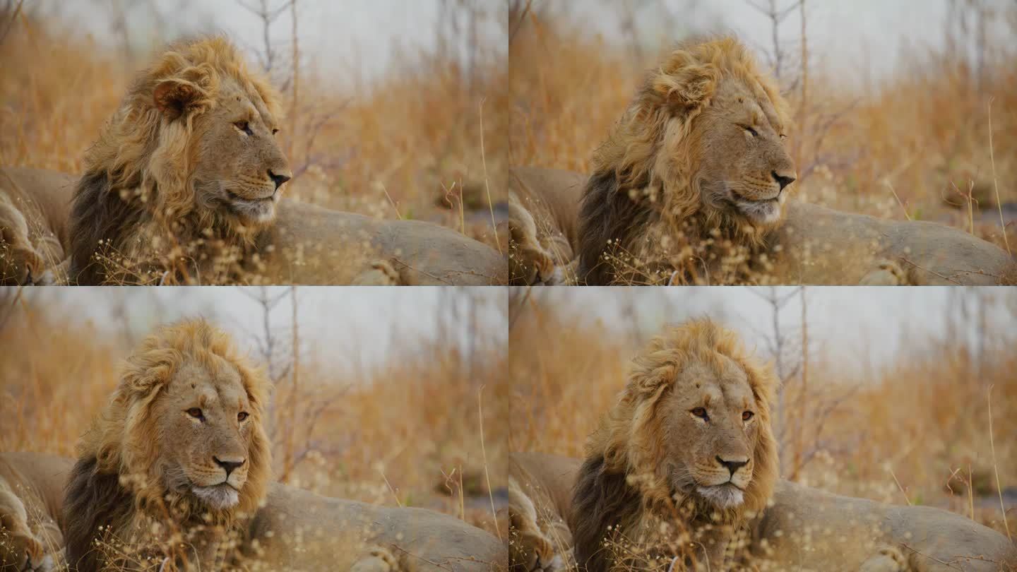 一个危险的非洲狮子王的史诗般的肖像。豹属狮子座。南非