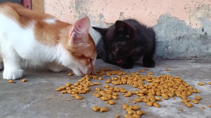 喂宠物猫，吃干粮，萌猫吃得津津有味