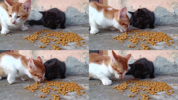 喂宠物猫，吃干粮，萌猫吃得津津有味