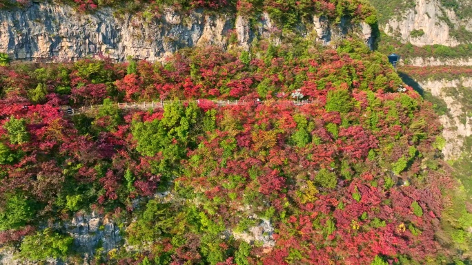 大气三峡红叶航拍