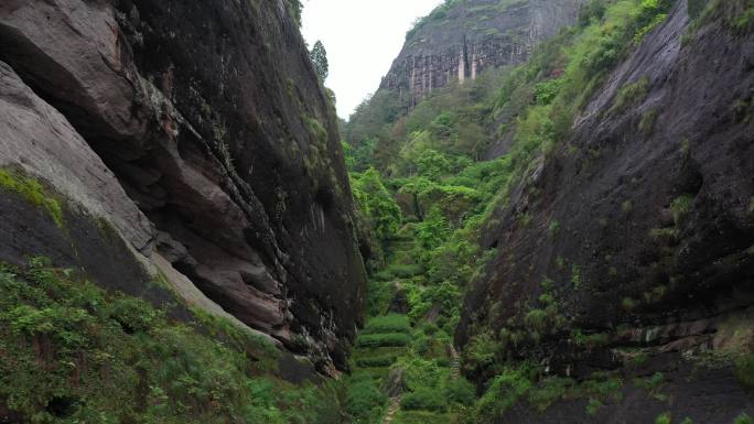 航拍武夷山茶山