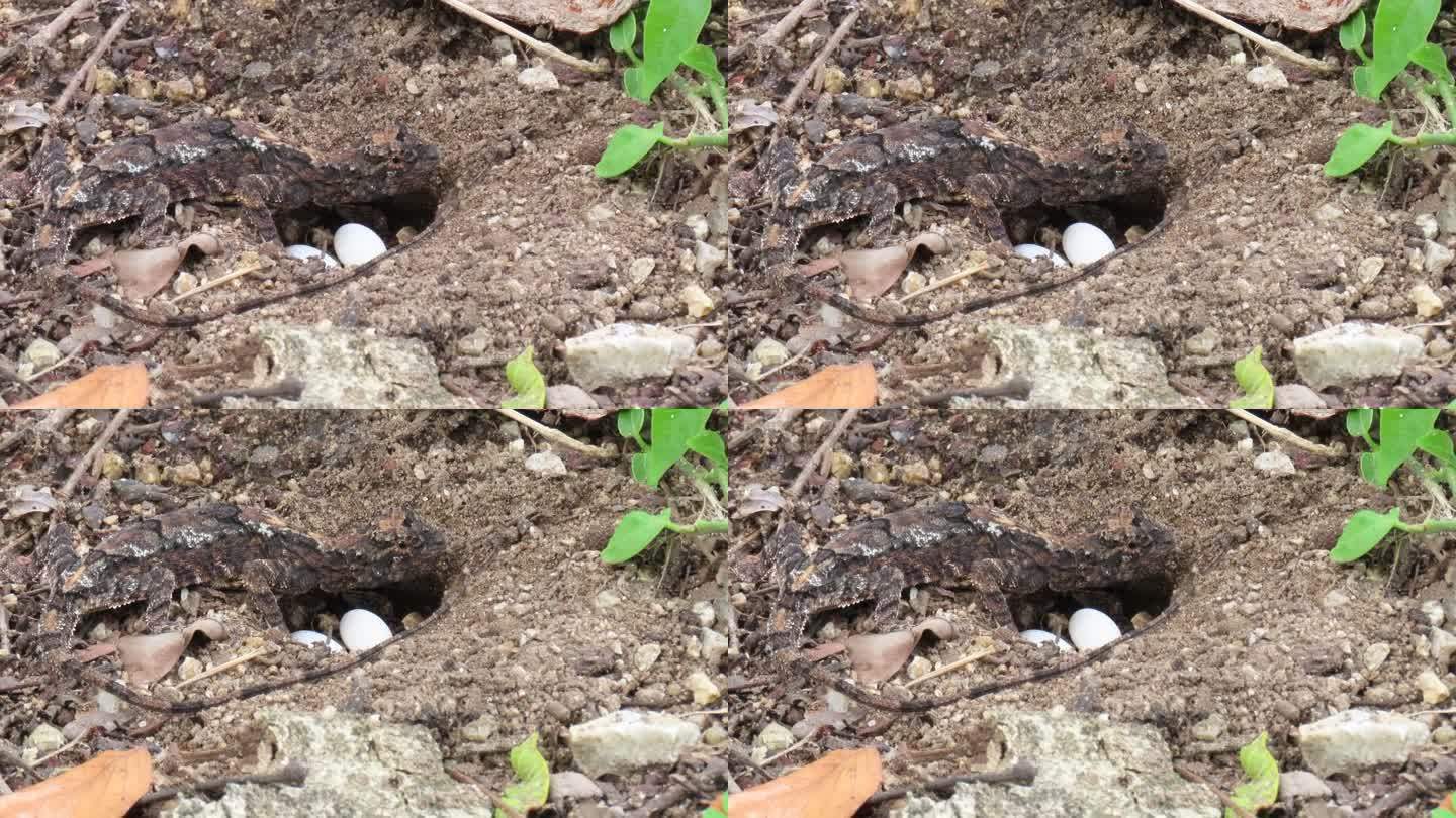 飞蜥蜴在地上产卵蛇蛋孵化动物蛋