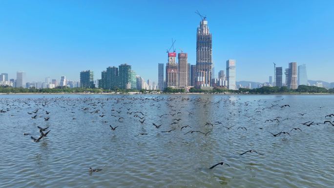 深圳湾鸬鹚群