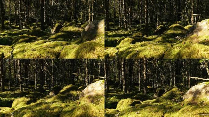 森林幻景，动态时间流逝的阴影在苔藓地面的树林里跳舞