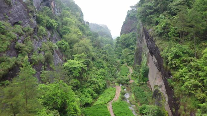 航拍武夷山茶山