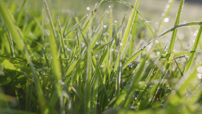 日出时草地上的水滴滑块镜头。绿草上的晨露。镜头穿过潮湿的绿草。UHD 4 k