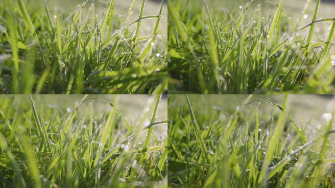 日出时草地上的水滴滑块镜头。绿草上的晨露。镜头穿过潮湿的绿草。UHD 4 k
