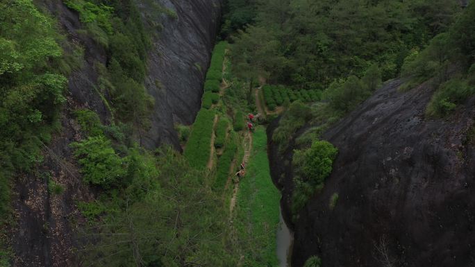 航拍武夷山茶山