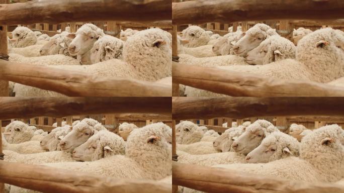 羊圈里等待剪羊毛的羊特写