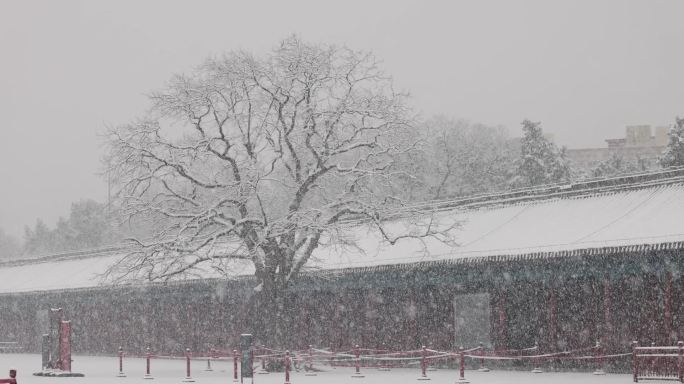 实拍北京午门前春雪