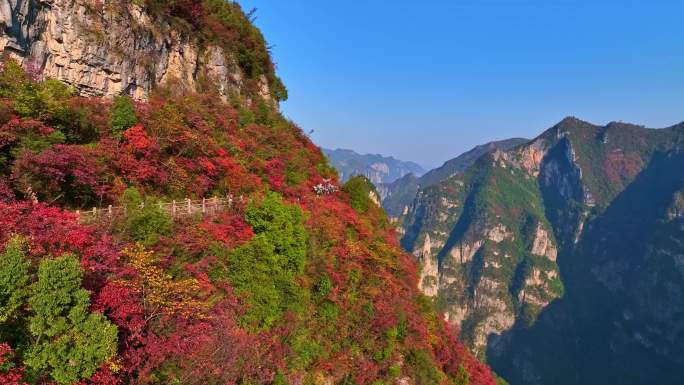 大气三峡红叶航拍