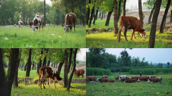 牛群放牧吃草
