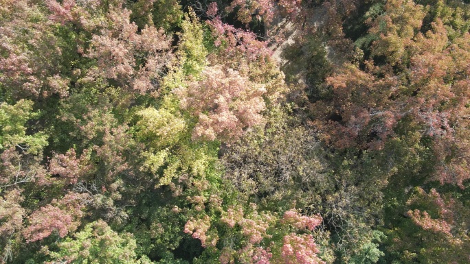 【高清素材】苏州天平山秋景