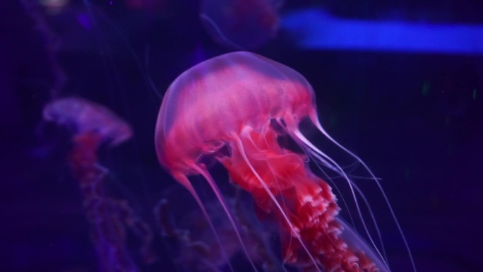 北京海洋馆水母海洋生物在游动有毒美丽