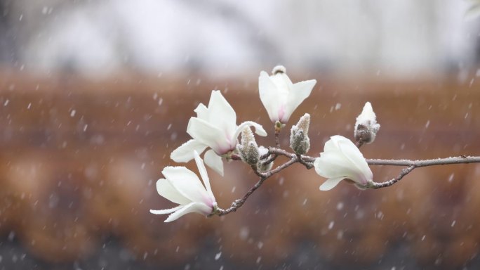 实拍北京宫墙玉兰花飘雪春雪