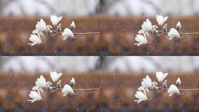 实拍北京宫墙玉兰花飘雪春雪