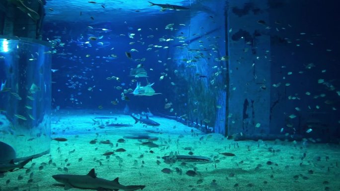 北京海洋馆海底世界鲨鱼馆海洋生物生态环境