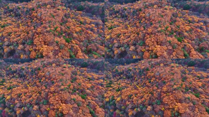 4K秋天色彩五花山光雾山秋景风光自然新疆