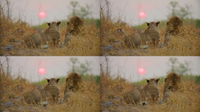 南非日落时粉色阳光的史诗级镜头。豹:狮子