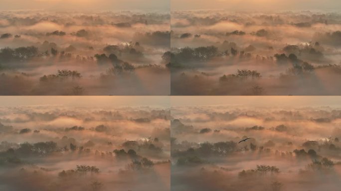 飞鸟掠过云雾缭绕的杭州西溪湿地 稀缺空境