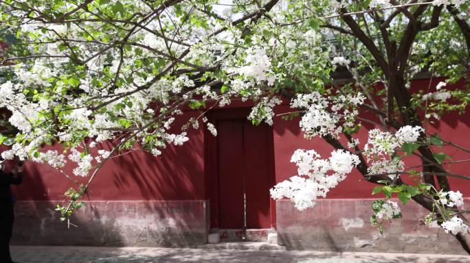 实拍天坛公园斋宫丁香花飘香