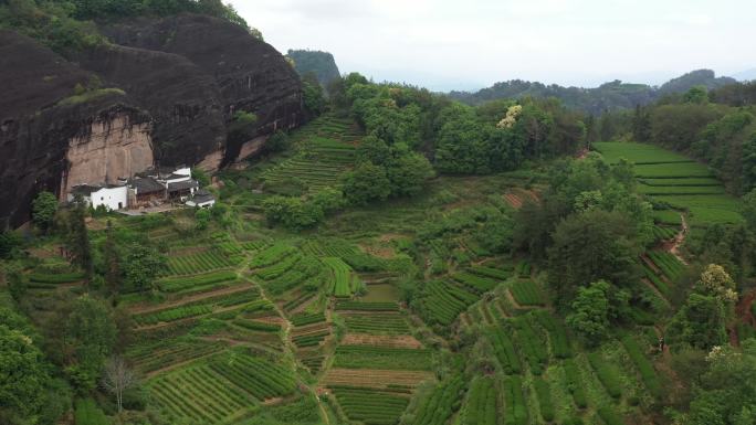 航拍武夷山茶山