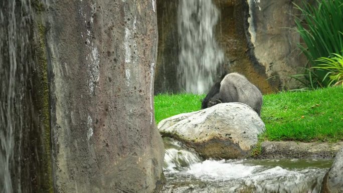 在瀑布边睡觉的大猩猩。