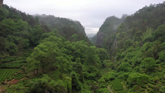 航拍武夷山茶山