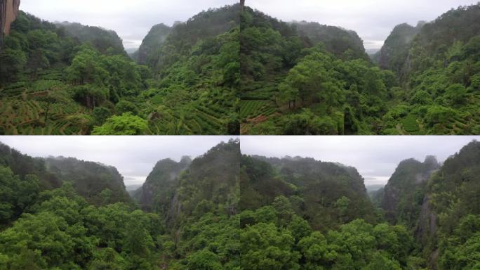 航拍武夷山茶山