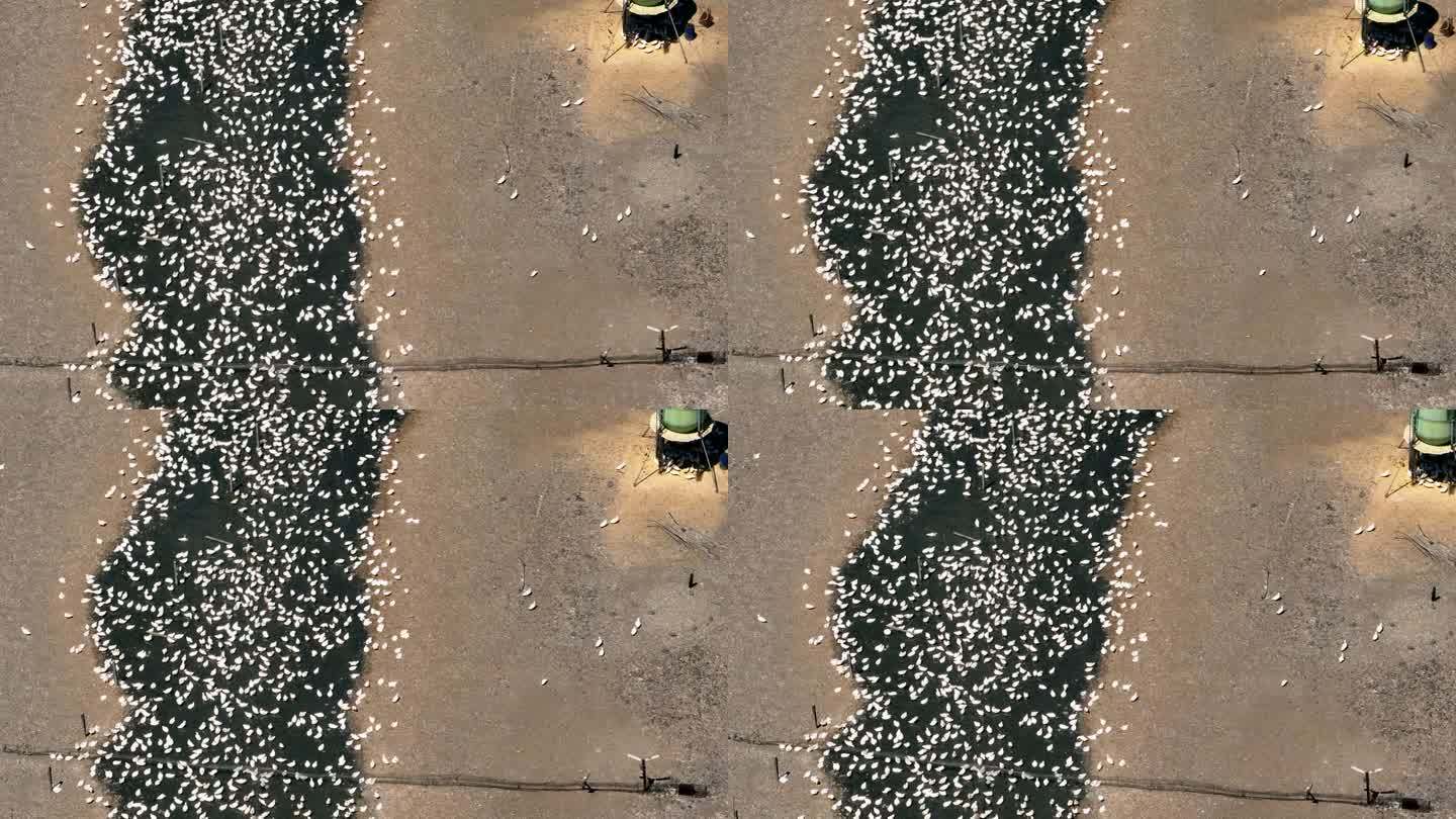 无人机拍摄养鸭场养鸭场鸭群农业养殖