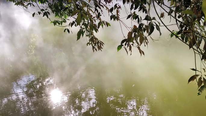 水蒸气大雾四起 烟雾弥漫阳光之下的绿树叶