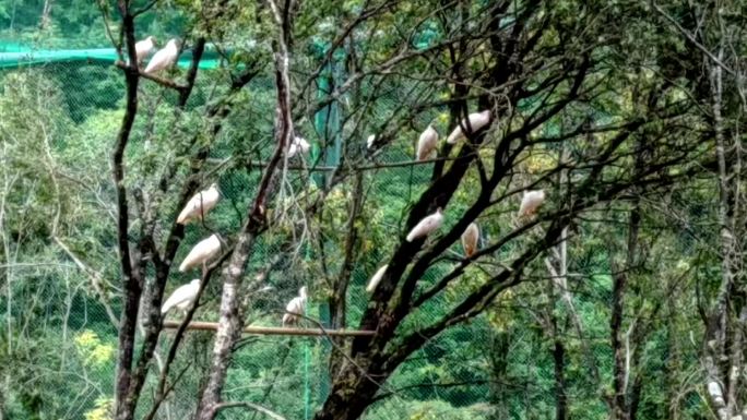 陕西朱鹮国家级自然保护区珍稀物种动物保护