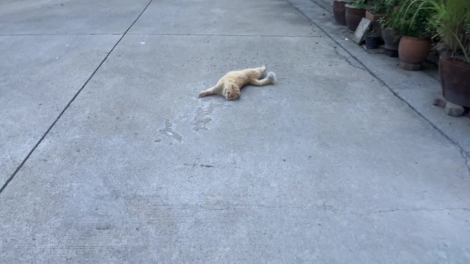 一只大猫躺在路上