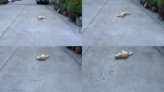一只大猫躺在路上
