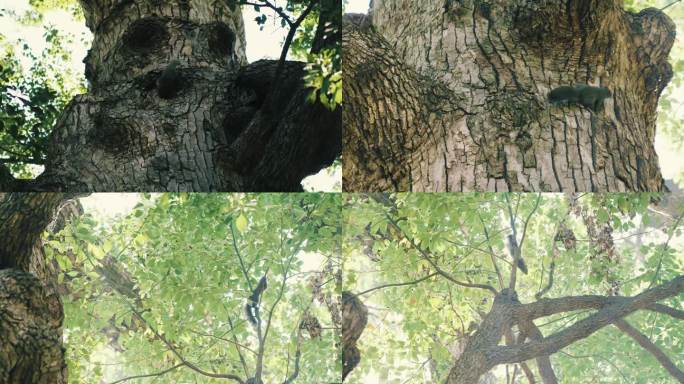 4K素材-公园树上觅食的小松鼠
